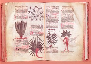 Mandrake, from a treaty by Dioscorides