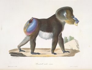An Old Mandrill Baboon, from 
