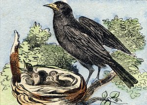 Blackbird (Engraving in "Buffon Alphabet des Oiseaux n 2")