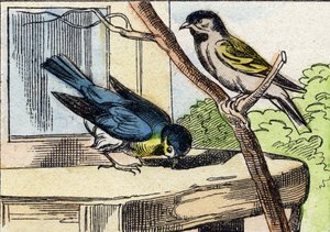 Titmouse (Engraving in "Buffon Alphabet des Oiseaux n 1") by French School