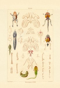 Metamorphosis