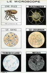 Microscopes: A Chip, Diatoms, Blood, Coal, Tuberculosis, Metals by French School