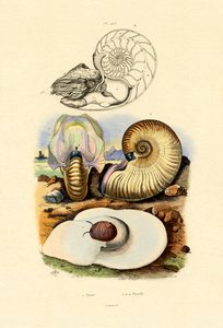 Moon Snail