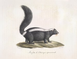 Skunk, from 