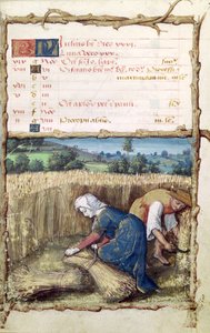 The Month of July: Reaping and Harvesting Wheat, from a Book of Hours, 1490