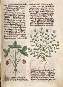 Strawberry Plant, from 