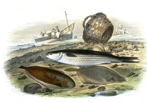 Mullet (Mugilidae), Sole (Solea Vulgaris), limande (Microstomus Kitt) - Plate extracted from Natural History by Bernard Germain de Lacepede by French School
