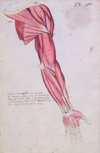 Musculature of the arm and shoulder, 1634