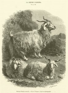 Natural History Museum, Angora Goats by French School