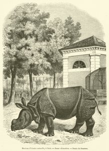 Natural History Museum, in Paris, Young Rhinoceros (engraving)