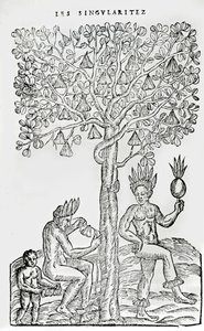 Nana Fuit, Medicinal Plant, from Singularities of France Antarctique, by Andre de Thevet, 1558 by French School