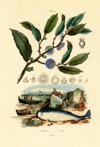 Napoleon