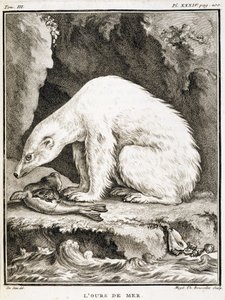 Natural History Board: The Sea Bear Feeding on a Seal - in 