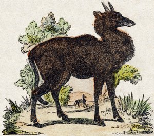 Nyl-ghau (Nyl ghau, Indian animal). Engraving in 