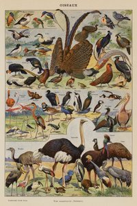 Birds by French School