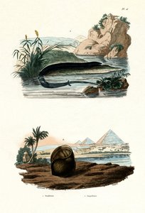 One-toed Amphiuma, 1833-39