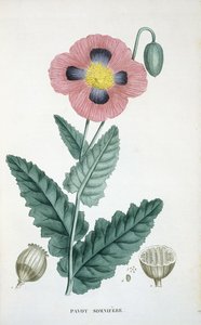 Opium-Poppy