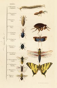 Orders of Insects by French School