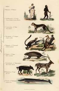 Orders of Mammals