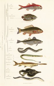 Orders of Fish