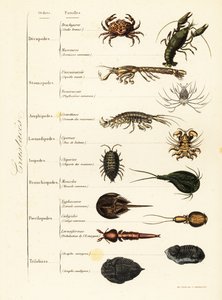 Orders of marine and terrestrial crustaceans