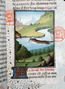 Otter catching a fish, from the Livre de la Chasse by Gaston Phebus de Foix (1331-91) by French School