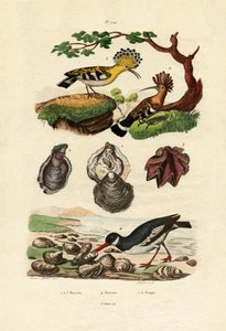 Oysters