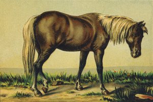 P as Foal by French School