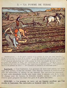 Page from a school textbook illustrating the Cultivation of the Potato, c.1910 by French School