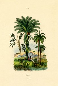 Palm Trees by French School
