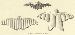 Butterflies of Pliny (engraving)