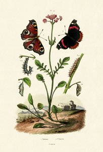 Peacock Butterfly by French School