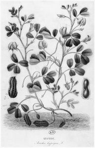 Peanut (Arachis hypogaea) by French School