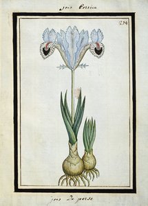 Persian Iris