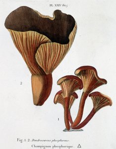 Phosphoric mushroom in Jean Jacques Paulet 