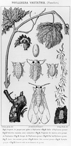 Phylloxera Vastatrix