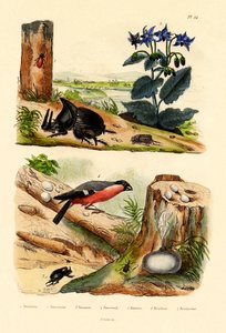 Pine Weevil by French School