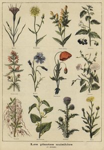 Plants harmful to agriculture