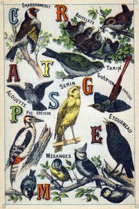 Plate 1: Chardonneret, Roitelets, Tarin, Alouette, Serin, Guepier d