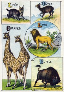 Plate 3: Lynx, Musk, Giraffes, Lion, Buffalo