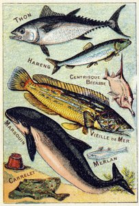 Plate 3: Tuna, Herring, Centric Beak, Old Sea, Porpoise, Whiting, Tile. Engraving in "Syllabary Alphabet of Sea and Freshwater Fish". Serie A. Pellerin et Cie, printers-publishers, Epinal, late 19th century. by French School