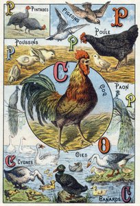 Plate 3: Guinea Fowls, Pigeons, Chicks, Hen, Rooster, Peacock, Swans, Geese, Ducks by French School