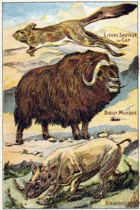 Plate 4: Cape Hare Jumping, Musk Ox, Rhinoceros (Engraving in "Syllabary alphabet all kinds of beets")