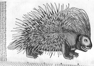 Porcupine, from 