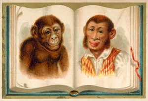 Portraits of an ape and a man