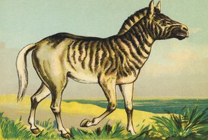 Q as Quagga (or Couagga, Zebra Subspecies Dyed in 1883)