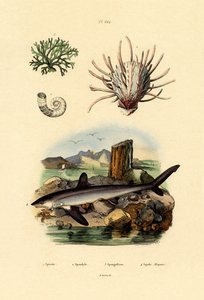 Rams Horn Squid