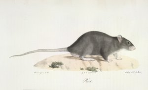 Rat, from Histoire Naturelle des Mammifères by French School