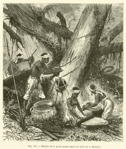 Harvesting Gutta Percha in a Malaysian Forest (engraving) by French School