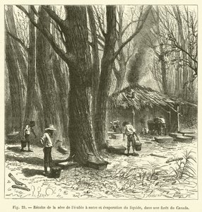 Harvesting Maple Sap and Evaporating the Liquid in a Canadian Forest (engraving) by French School